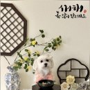 댕구르르 이미지