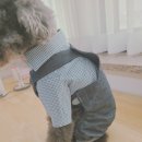 펫 디자인(강아지 옷 만들기) 이미지