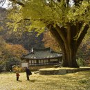 황장군 이미지