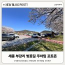 명학2리마을회관 | 4월 5일 세종 부강리 벚꽃길 주차팁 포토존 직접 다녀온 솔직 후기