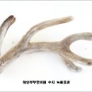 조양수지 이미지