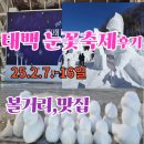 부산 삼성 맘 태백산 32회 눈꽃축제 후기