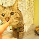 유니포리 이미지