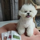 멍멍잇 | 맛있는 강아지요거트, 멍멍잇 수제간식 후기