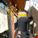 온천천시민공원 수국 | ​[부산 안락동 카페] 온천천 산책길 옆 디저트 맛집, '앤서라운지' 후기