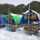 윤실네진부령황태 이미지