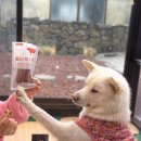 한믿음 | 아무것도 첨가 안 한 간식이라 더 믿음 갔던, 폴리데이 소불리스틱 후기