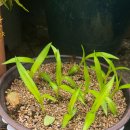 해오라비난초와 물매화 이미지