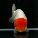 홍백농장 이미지