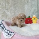 김제강아지 이미지