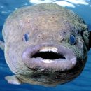 멍텅구리 이미지