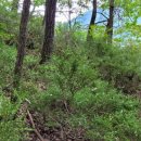 한반도면사무소 이미지