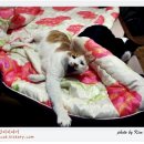 나비이불 이미지