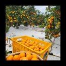 다미 농장 이미지