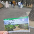 경주 벚꽃 대릉원 보문호수 벚꽃 만개