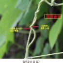덩굴손 이미지