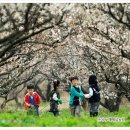 의성봄꽃농원 | 2018 #봄여행가볼만한곳 #꽃축제
