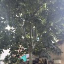 가로등제어 | 오래된 고목나무 골목 내리막길 벌목시공 업체