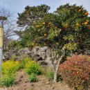 중문오렌지파크 이미지