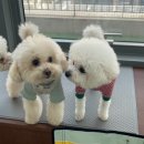 포우포우 반려견 유치원 이미지