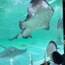 (주)카페인샤크 | [일산, 파주] 아이랑 갈만한 곳 아이랑 갈만한 카페 “아쿠아 가든 일산” / 수족관, 수족관 카페, 물고기