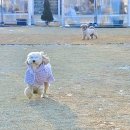 행복한유치원 | [서울근교애견카페] 라꼼이 PICK!! 김포 인천 일산 파주 BEST 5 애견카페