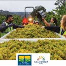 스테이 인 브릭스 | 캘리포니아 2025 수확 리포트