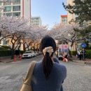 개금2동주민센터 | [부산] 벚꽃 명소 | 개금 벚꽃 문화길 &amp; 남천동 벚꽃 거리 하루에 뽀개기