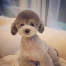 그레이스펫그루밍스튜디오 이미지