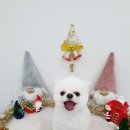 몽개몽개 애견미용실 이미지