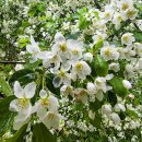 백운호수로 2길 이미지