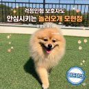 놀러오개 애견유치원 애견호텔 | [놀러오개 모현] 9살 노견 스시의 1박 2일 호텔링 후기: 내돈내산!