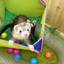 마리앤쥬(ZOO) 이미지