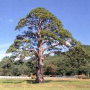 소나무(백송, 곰솔, 반송, 숲 포함) 천연기념물 목록 이미지