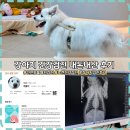 이음동물병원 | 검단신도시 동물병원 건강검진 비용 내돈내산 후기 노령견 검진항목