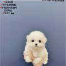 수원시 팔달구 중부대로183번길 | 강아지 알레르기 예방 위한 사료 선택 가이드와 수원강아지분양 팁