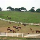 경기목장 이미지