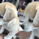 스타동물병원 이미지