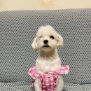 그루밍도그 | 강아지옷 그루밍도그 여름원피스 후기