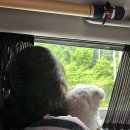 물맑음 펜션 | 남양주 애견동반가능 물맑음펜션 로즈마리 숙박 후기