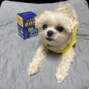 쫑이네 | [체험단] 페런츠 더 맑은 황테인 강아지 눈물자국 영양제 체험단 후기