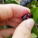 대간물농장 이미지