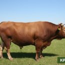 죽포농장 이미지