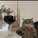 죠스해물포차 이미지