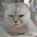 이쁘냥 고양이미용실 서대문점 이미지