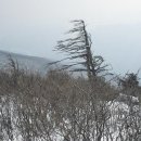 정선 가리왕산 상봉(1,560.6m)-중봉(1,433m) 겨울 산행기 이미지