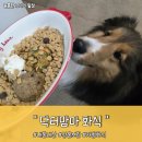 강아지 알레르기 &amp; 다이어트 고민 해결! 냉동 없이 보관 가능한 닥터맘마 솔직 후기&#34;닥터맘마&#34;