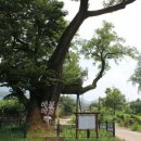 영천 약남리 회화나무 이미지