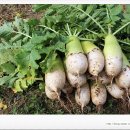 아홉사리농장2 이미지