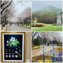 그늘막112 | 인천대공원 벚꽃길 &amp; 관모산 산책